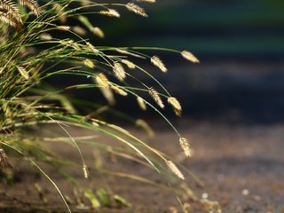 Обои трава, природа, фон, колоски, травка, grass, nature, background, spikelets, weed разрешение 1920x1280 Загрузить