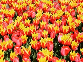 Обои цветы, поле, весна, тюльпаны, flowers, field, spring, tulips разрешение 2048x1365 Загрузить