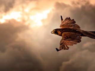 Обои небо, облака, полет, крылья, птица, пасмурно, ястреб, the sky, clouds, flight, wings, bird, overcast, hawk разрешение 1920x1080 Загрузить