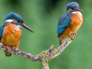 Обои ветка, птицы, клюв, пара, перья, зимородок, branch, birds, beak, pair, feathers, kingfisher разрешение 2048x1305 Загрузить