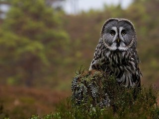 Обои цветы, сова, птица, пень, бородатая неясыть, неясыть, flowers, owl, bird, stump, great grey owl разрешение 1920x1200 Загрузить