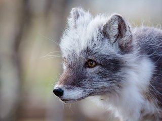 Обои мордочка, взгляд, песец, полярная лисица, арктическая лиса, muzzle, look, fox, polar fox, arctic fox разрешение 2542x1695 Загрузить