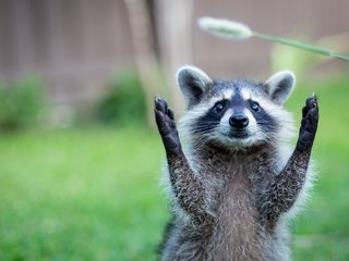 Обои природа, животное, енот, травинка, nature, animal, raccoon, a blade of grass разрешение 2048x1365 Загрузить