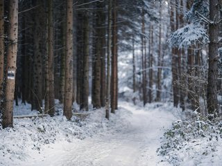 Обои деревья, снег, природа, лес, зима, тропинка, trees, snow, nature, forest, winter, path разрешение 1920x1200 Загрузить