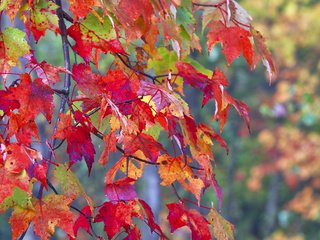 Обои листья, макро, ветки, осень, leaves, macro, branches, autumn разрешение 1920x1200 Загрузить