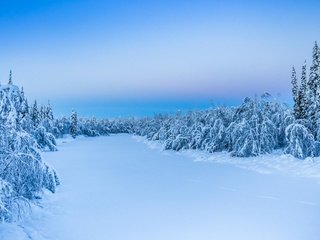 Обои деревья, снег, природа, лес, зима, trees, snow, nature, forest, winter разрешение 1920x1200 Загрузить