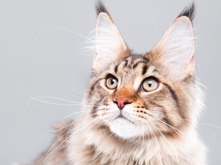 Обои глаза, фон, кот, усы, кошка, взгляд, мейн-кун, eyes, background, cat, mustache, look, maine coon разрешение 2880x1800 Загрузить