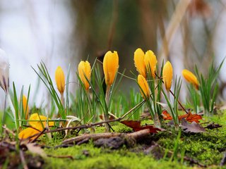 Обои цветы, весна, мох, крокусы, flowers, spring, moss, crocuses разрешение 3840x2400 Загрузить