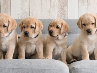 Обои щенки, диван, собаки, лабрадоры, ретриверы, puppies, sofa, dogs, labradors, retrievers разрешение 1920x1200 Загрузить