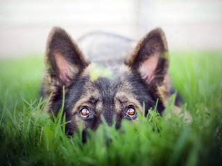 Обои морда, трава, собака, немецкая овчарка, овчарка, face, grass, dog, german shepherd, shepherd разрешение 2880x1800 Загрузить