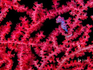 Обои море, кораллы, морской конек, риф, подводный мир, sea, corals, seahorse, reef, underwater world разрешение 1920x1200 Загрузить