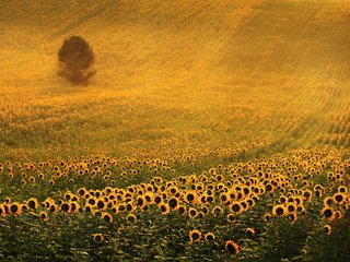 Обои дерево, поле, подсолнухи, желтые цветы, tree, field, sunflowers, yellow flowers разрешение 1920x1200 Загрузить