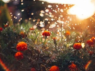 Обои свет, цветы, солнце, блики, бархатцы, light, flowers, the sun, glare, marigolds разрешение 1920x1200 Загрузить