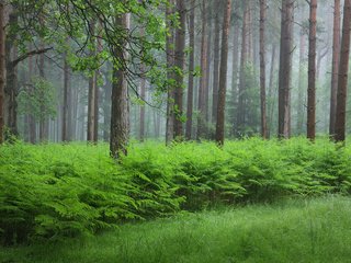 Обои трава, папоротник, деревья, природа, растения, лес, стволы, кусты, лето, grass, fern, trees, nature, plants, forest, trunks, the bushes, summer разрешение 1920x1200 Загрузить