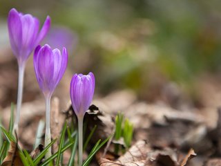 Обои цветы, весна, крокусы, сухие листья, flowers, spring, crocuses, dry leaves разрешение 1920x1200 Загрузить