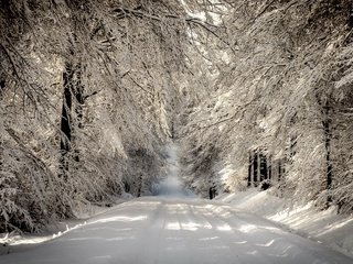 Обои дорога, деревья, снег, лес, зима, ветки, иней, road, trees, snow, forest, winter, branches, frost разрешение 2560x1600 Загрузить