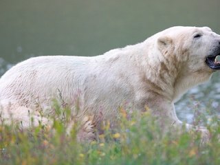 Обои цветы, трава, медведь, белый медведь, полярный, flowers, grass, bear, polar bear, polar разрешение 3840x2160 Загрузить