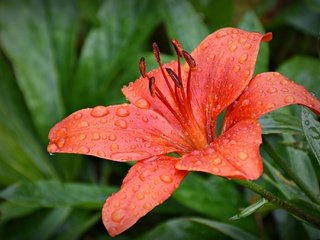 Обои цветение, листья, капли, лепестки, лилия, flowering, leaves, drops, petals, lily разрешение 2048x1365 Загрузить