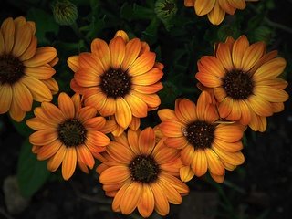 Обои цветы, лепестки, желтые, остеоспермум, flowers, petals, yellow, osteospermum разрешение 6000x4000 Загрузить