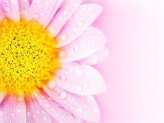 Обои фон, цветок, капли, лепестки, розовый, маргаритка, background, flower, drops, petals, pink, daisy разрешение 3840x2651 Загрузить