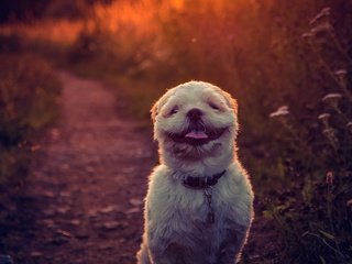 Обои закат, фон, улыбка, собака, язык, ши-тцу, e b, sunset, background, smile, dog, language, shih tzu разрешение 2784x1861 Загрузить