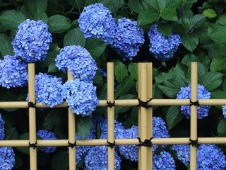 Обои цветы, листья, забор, соцветия, гортензия, flowers, leaves, the fence, inflorescence, hydrangea разрешение 2048x1338 Загрузить