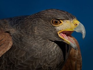 Обои хищник, птица, клюв, пустынный канюк, predator, bird, beak, desert buzzard разрешение 2048x1152 Загрузить