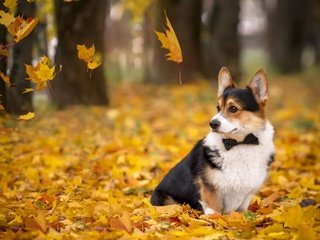 Обои листья, осень, собака, вельш-корги, корги, пемброк, leaves, autumn, dog, welsh corgi, corgi, pembroke разрешение 2880x1800 Загрузить