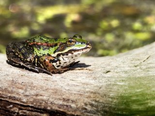 Обои лягушка, бревно, амфибия, земноводные, frog, log, amphibian, amphibians разрешение 4554x3036 Загрузить