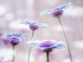 Обои макро, лепестки, стебли, сиреневый, аргирантемум, macro, petals, stems, lilac, argyranthemum разрешение 2048x1366 Загрузить