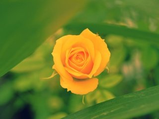 Обои макро, цветок, роза, размытость, бутон, боке, желтая роза, macro, flower, rose, blur, bud, bokeh, yellow rose разрешение 2048x1362 Загрузить