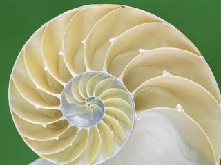 Обои макро, спираль, ракушка, раковина, macro, spiral, shell, sink разрешение 1920x1080 Загрузить