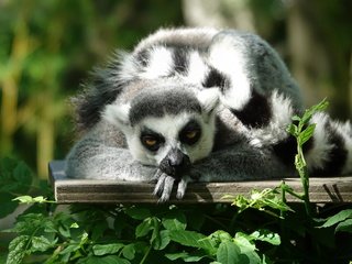 Обои мордочка, взгляд, лемур, примат, кошачий лемур, muzzle, look, lemur, the primacy of, a ring-tailed lemur разрешение 5290x3527 Загрузить