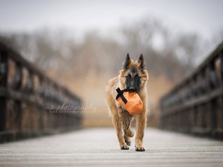 Обои мост, собака, щенок, овчарка, бельгийская овчарка, тервюрен, bridge, dog, puppy, shepherd, belgian shepherd, tervuren разрешение 1920x1200 Загрузить