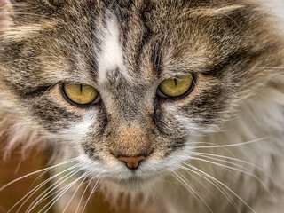 Обои портрет, кот, мордочка, усы, кошка, взгляд, portrait, cat, muzzle, mustache, look разрешение 2048x1365 Загрузить