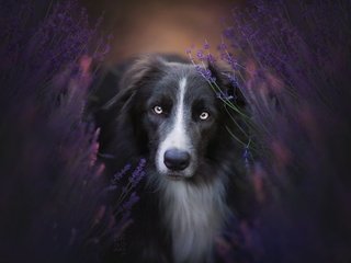 Обои цветы, природа, взгляд, собака, бордер-колли, flowers, nature, look, dog, the border collie разрешение 2048x1365 Загрузить