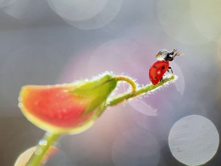 Обои насекомое, цветок, капли, божья коровка, растение, боке, insect, flower, drops, ladybug, plant, bokeh разрешение 1920x1200 Загрузить