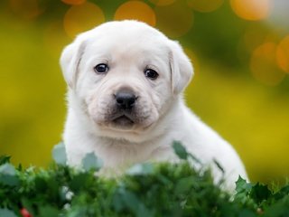 Обои мордочка, взгляд, собака, щенок, лабрадор, ретривер, muzzle, look, dog, puppy, labrador, retriever разрешение 2048x1152 Загрузить