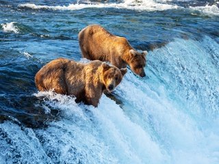 Обои водопад, хищник, медведи, waterfall, predator, bears разрешение 4560x3100 Загрузить