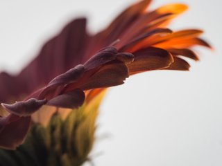 Обои макро, цветок, лепестки, гербера, macro, flower, petals, gerbera разрешение 1920x1200 Загрузить