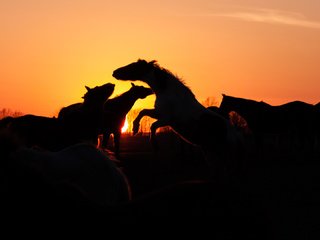 Обои закат, лошади, кони, стадо, sunset, horse, horses, the herd разрешение 1920x1080 Загрузить