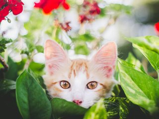 Обои глаза, цветы, листья, фон, усы, кошка, взгляд, котенок, eyes, flowers, leaves, background, mustache, cat, look, kitty разрешение 2048x1365 Загрузить