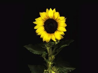 Обои цветок, лепестки, подсолнух, черный фон, flower, petals, sunflower, black background разрешение 1920x1200 Загрузить