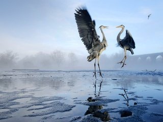 Обои озеро, крылья, птицы, цапля, цапли, lake, wings, birds, heron, herons разрешение 1920x1080 Загрузить