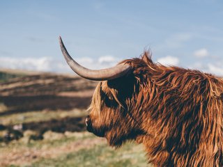 Обои профиль, рога, корова, бык, як, profile, horns, cow, bull, yak разрешение 2560x1440 Загрузить