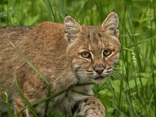 Обои глаза, трава, рысь, взгляд, хищник, окрас, дикая кошка, eyes, grass, lynx, look, predator, color, wild cat разрешение 2560x2048 Загрузить