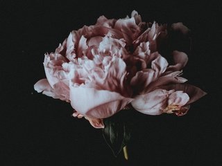 Обои цветок, лепестки, черный фон, пион, flower, petals, black background, peony разрешение 2560x1440 Загрузить