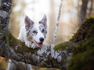 Обои дерево, мордочка, взгляд, собака, бордер-колли, цыри, dackelpup, tree, muzzle, look, dog, the border collie, ciri разрешение 2048x1269 Загрузить