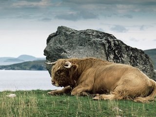 Обои трава, камень, рога, дикая природа, бизон, зубр, дикий бык, grass, stone, horns, wildlife, buffalo, bison разрешение 1920x1080 Загрузить