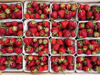 Обои клубника, ягоды, много, коробки, спелая клубника, strawberry, berries, a lot, box, ripe strawberries разрешение 4960x3307 Загрузить